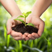 23531808 - plant in hands - grass background